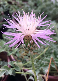 Centaurea simplicicaulis